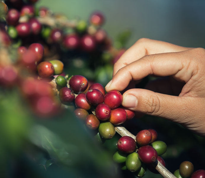 hands-that-are-picking-coffee-beans-from-the-coffee-tree